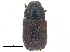  (Phloeosinus cupressi - CCDB-28929-A01)  @11 [ ] CreativeCommons - Attribution (2015) CBG Photography Group Centre for Biodiversity Genomics