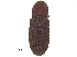  (Hylastes ruber - CCDB-28929-C01)  @11 [ ] CreativeCommons - Attribution (2015) CBG Photography Group Centre for Biodiversity Genomics