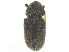  ( - CCDB-28929-D06)  @13 [ ] CreativeCommons - Attribution (2015) CBG Photography Group Centre for Biodiversity Genomics