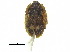  (Lobiopa setosa - CCDB-28929-H10)  @11 [ ] CreativeCommons - Attribution (2015) CBG Photography Group Centre for Biodiversity Genomics
