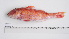  ( - PSP-AS-1)  @11 [ ] CreativeCommons - Attribution Share-Alike (2024) Unspecified Institut National de Recherche Halieutique, Maroc