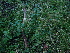  ( - 074_023)  @11 [ ] CreativeCommons - Attribution Share-Alike (2022) Unspecified Kostrzyca Forest Gene Bank