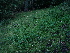  ( - 074_023)  @11 [ ] CreativeCommons - Attribution Share-Alike (2022) Unspecified Kostrzyca Forest Gene Bank