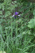  (Iris sibirica - 115_048)  @11 [ ] CreativeCommons-Attribution Non-Commercial Share-Alike (2021) Kostrzyca Forest Gene Bank Kostrzyca Forest Gene Bank