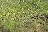 ( - 118_016)  @11 [ ] Unspecified (default): All Rights Reserved (2019) Kostrzyca Forest Gene Bank Kostrzyca Forest Gene Bank