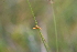  ( - 118_016)  @11 [ ] Unspecified (default): All Rights Reserved (2019) Kostrzyca Forest Gene Bank Kostrzyca Forest Gene Bank