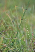  ( - 118_017)  @11 [ ] Unspecified (default): All Rights Reserved (2019) Kostrzyca Forest Gene Bank Kostrzyca Forest Gene Bank