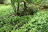  ( - 119_003)  @11 [ ] Unspecified (default): All Rights Reserved (2019) Kostrzyca Forest Gene Bank Kostrzyca Forest Gene Bank