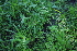  ( - 119_017)  @11 [ ] Unspecified (default): All Rights Reserved (2019) Kostrzyca Forest Gene Bank Kostrzyca Forest Gene Bank