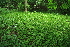  ( - 119_032)  @11 [ ] CreativeCommons-Attribution Non-Commercial Share-Alike (2021) Kostrzyca Forest Gene Bank Kostrzyca Forest Gene Bank