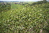  ( - 123_001)  @11 [ ] CreativeCommons-Attribution Non-Commercial Share-Alike (2019) Kostrzyca Forest Gene Bank Kostrzyca Forest Gene Bank
