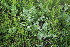  ( - 123_002)  @11 [ ] CreativeCommons-Attribution Non-Commercial Share-Alike (2019) Kostrzyca Forest Gene Bank Kostrzyca Forest Gene Bank
