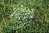  ( - 123_003)  @11 [ ] CreativeCommons-Attribution Non-Commercial Share-Alike (2019) Kostrzyca Forest Gene Bank Kostrzyca Forest Gene Bank
