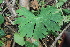  ( - 130_001)  @11 [ ] CreativeCommons-Attribution Non-Commercial Share-Alike (2019) Kostrzyca Forest Gene Bank Kostrzyca Forest Gene Bank