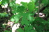 ( - 130_003)  @11 [ ] CreativeCommons-Attribution Non-Commercial Share-Alike (2019) Kostrzyca Forest Gene Bank Kostrzyca Forest Gene Bank