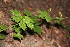  ( - 130_017)  @11 [ ] CreativeCommons-Attribution Non-Commercial Share-Alike (2020) Kostrzyca Forest Gene Bank Kostrzyca Forest Gene Bank