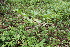  ( - 131_002)  @11 [ ] CreativeCommons-Attribution Non-Commercial Share-Alike (2019) Kostrzyca Forest Gene Bank Kostrzyca Forest Gene Bank