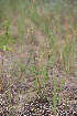  ( - 137_001)  @11 [ ] CreativeCommons-Attribution Non-Commercial Share-Alike (2019) Kostrzyca Forest Gene Bank Kostrzyca Forest Gene Bank