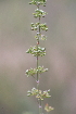  ( - 137_002)  @11 [ ] CreativeCommons-Attribution Non-Commercial Share-Alike (2019) Kostrzyca Forest Gene Bank Kostrzyca Forest Gene Bank