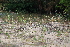  ( - 137_003)  @11 [ ] CreativeCommons-Attribution Non-Commercial Share-Alike (2019) Kostrzyca Forest Gene Bank Kostrzyca Forest Gene Bank