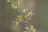  ( - 137_017)  @11 [ ] CreativeCommons-Attribution Non-Commercial Share-Alike (2019) Kostrzyca Forest Gene Bank Kostrzyca Forest Gene Bank
