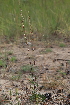  ( - 137_017)  @11 [ ] CreativeCommons-Attribution Non-Commercial Share-Alike (2019) Kostrzyca Forest Gene Bank Kostrzyca Forest Gene Bank