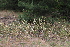  ( - 137_017)  @11 [ ] CreativeCommons-Attribution Non-Commercial Share-Alike (2019) Kostrzyca Forest Gene Bank Kostrzyca Forest Gene Bank