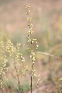  ( - 137_031)  @11 [ ] CreativeCommons-Attribution Non-Commercial Share-Alike (2019) Kostrzyca Forest Gene Bank Kostrzyca Forest Gene Bank