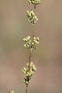  ( - 137_031)  @11 [ ] CreativeCommons-Attribution Non-Commercial Share-Alike (2019) Kostrzyca Forest Gene Bank Kostrzyca Forest Gene Bank
