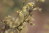  ( - 137_031)  @11 [ ] CreativeCommons-Attribution Non-Commercial Share-Alike (2019) Kostrzyca Forest Gene Bank Kostrzyca Forest Gene Bank