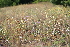  ( - 137_032)  @11 [ ] CreativeCommons-Attribution Non-Commercial Share-Alike (2019) Kostrzyca Forest Gene Bank Kostrzyca Forest Gene Bank