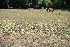  ( - 137_032)  @11 [ ] CreativeCommons-Attribution Non-Commercial Share-Alike (2019) Kostrzyca Forest Gene Bank Kostrzyca Forest Gene Bank
