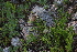  ( - 139_001)  @11 [ ] CreativeCommons-Attribution Non-Commercial Share-Alike (2019) Kostrzyca Forest Gene Bank Kostrzyca Forest Gene Bank