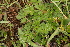  ( - 139_001)  @11 [ ] CreativeCommons-Attribution Non-Commercial Share-Alike (2019) Kostrzyca Forest Gene Bank Kostrzyca Forest Gene Bank