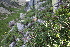 ( - 139_002)  @11 [ ] CreativeCommons-Attribution Non-Commercial Share-Alike (2019) Kostrzyca Forest Gene Bank Kostrzyca Forest Gene Bank