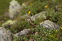  ( - 139_003)  @11 [ ] CreativeCommons-Attribution Non-Commercial Share-Alike (2019) Kostrzyca Forest Gene Bank Kostrzyca Forest Gene Bank