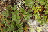  ( - 139_003)  @11 [ ] CreativeCommons-Attribution Non-Commercial Share-Alike (2019) Kostrzyca Forest Gene Bank Kostrzyca Forest Gene Bank