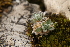  (Draba tomentosa - 140_001)  @11 [ ] CreativeCommons-Attribution Non-Commercial Share-Alike (2019) Kostrzyca Forest Gene Bank Kostrzyca Forest Gene Bank