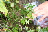  (Aconitum bucovinense - 141_002)  @11 [ ] CreativeCommons-Attribution Non-Commercial Share-Alike (2019) Kostrzyca Forest Gene Bank Kostrzyca Forest Gene Bank