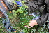  ( - 141_003)  @11 [ ] CreativeCommons-Attribution Non-Commercial Share-Alike (2019) Kostrzyca Forest Gene Bank Kostrzyca Forest Gene Bank