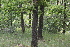  ( - 147_001)  @11 [ ] CreativeCommons-Attribution Non-Commercial Share-Alike (2020) Kostrzyca Forest Gene Bank Kostrzyca Forest Gene Bank