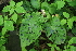  ( - 149_016)  @11 [ ] CreativeCommons-Attribution Non-Commercial Share-Alike (2020) Kostrzyca Forest Gene Bank Kostrzyca Forest Gene Bank