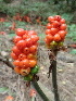 ( - 149_016)  @11 [ ] CreativeCommons-Attribution Non-Commercial Share-Alike (2020) Kostrzyca Forest Gene Bank Kostrzyca Forest Gene Bank