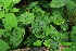  ( - 149_017)  @11 [ ] CreativeCommons-Attribution Non-Commercial Share-Alike (2020) Kostrzyca Forest Gene Bank Kostrzyca Forest Gene Bank