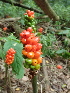  ( - 149_017)  @11 [ ] CreativeCommons-Attribution Non-Commercial Share-Alike (2020) Kostrzyca Forest Gene Bank Kostrzyca Forest Gene Bank