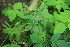  ( - 149_018)  @11 [ ] CreativeCommons-Attribution Non-Commercial Share-Alike (2020) Kostrzyca Forest Gene Bank Kostrzyca Forest Gene Bank