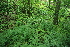  ( - 149_018)  @11 [ ] CreativeCommons-Attribution Non-Commercial Share-Alike (2020) Kostrzyca Forest Gene Bank Kostrzyca Forest Gene Bank