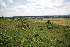  ( - 151_005)  @11 [ ] CreativeCommons-Attribution Non-Commercial Share-Alike (2020) Kostrzyca Forest Gene Bank Kostrzyca Forest Gene Bank