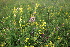  ( - 151_016)  @11 [ ] CreativeCommons-Attribution Non-Commercial Share-Alike (2020) Kostrzyca Forest Gene Bank Kostrzyca Forest Gene Bank