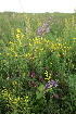  ( - 151_017)  @11 [ ] CreativeCommons-Attribution Non-Commercial Share-Alike (2020) Kostrzyca Forest Gene Bank Kostrzyca Forest Gene Bank